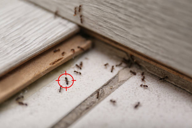 Best Wildlife Control Services  in Rochelle, IL