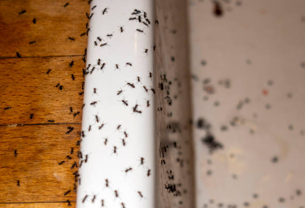 Pest Control for Restaurants in Rochelle, IL