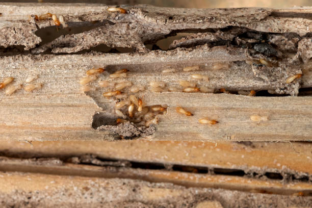 Best Best Pest Control Companies  in Rochelle, IL