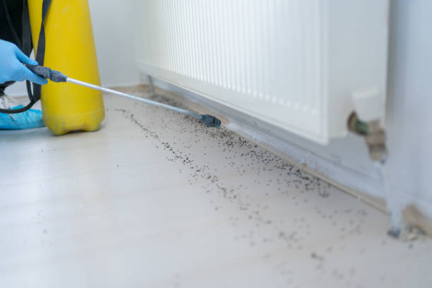 Best Mosquito Control Services  in Rochelle, IL